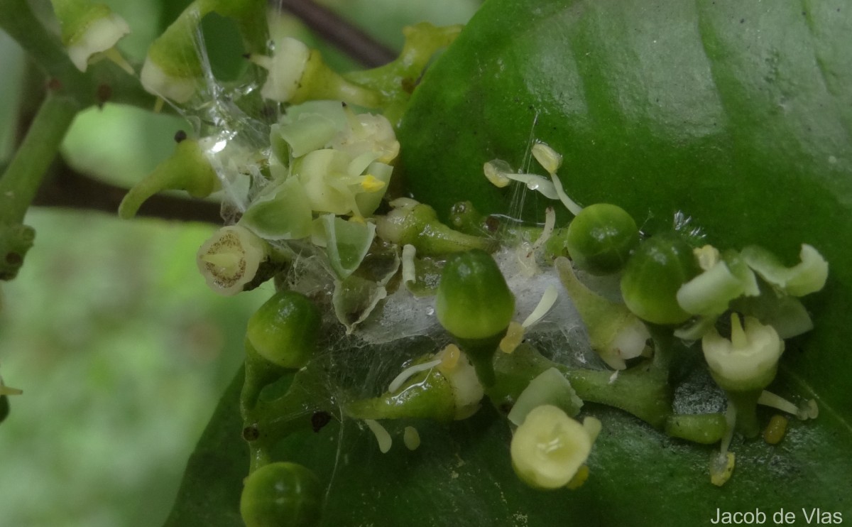 Cayratia reticulata (M.A.Lawson) Mabb.